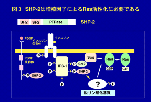 SHP-2は増殖因子によるRas活性化に必要である