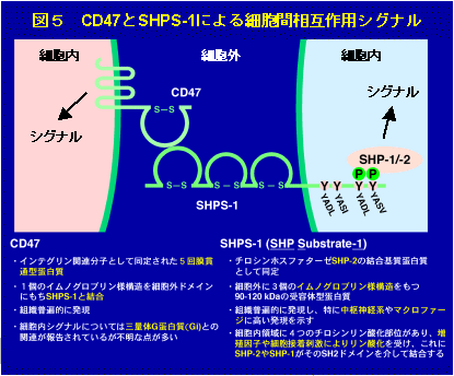 CD47とSHPS-1による細胞間相互作用シグナル