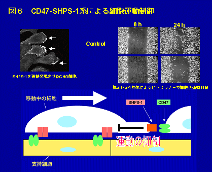 CD47-SHPS-1系による細胞運動制御