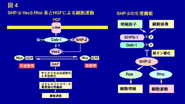 SHP-2-Vav2-Rho系とHGFによる細胞運動